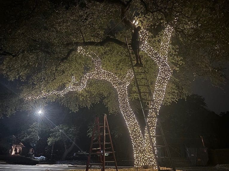 An installer near the top of an extension ladder running lights into the canopy of a fully lit oak