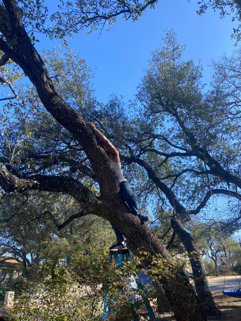 Installer working high in a tree wrapping lights